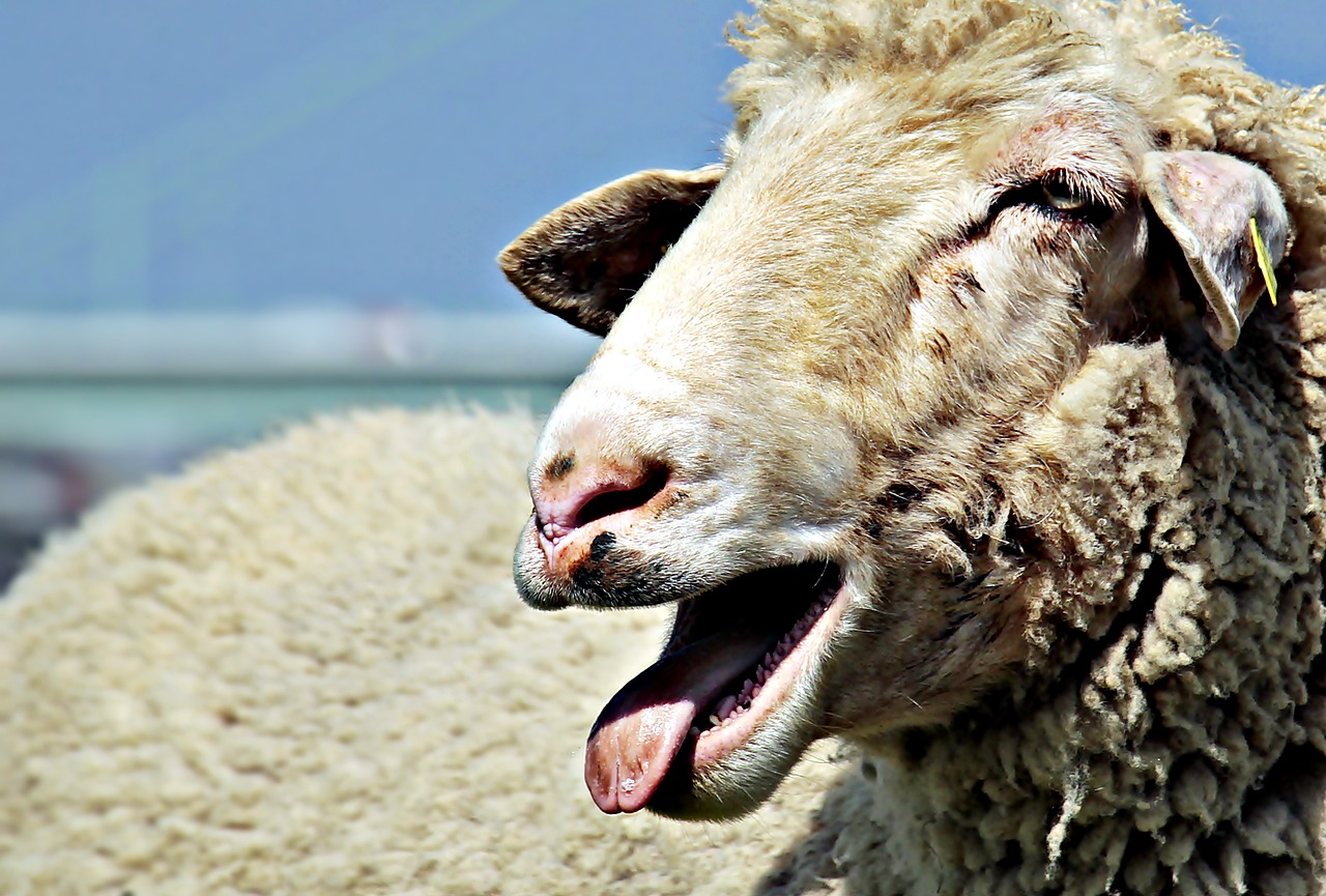 Dieses Bild zeigt ein Schaf mit herausgestreckter Zunge